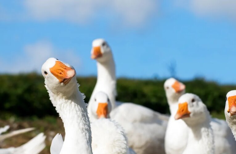 Goose, a New Gay Dating App, Appears to Be a Psyop