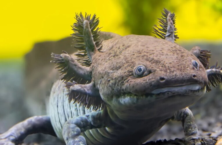 Scientists Have Identified a New Fossil Species of Axolotl in Mexico