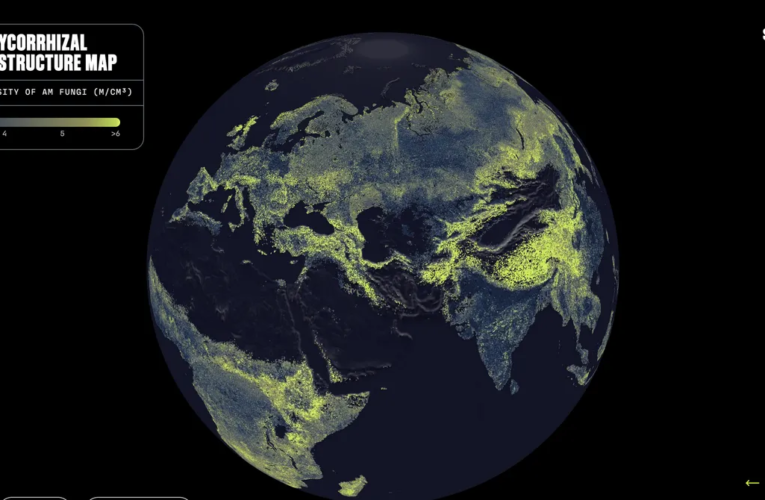 There’s a Global Network of Fungi Under Your Feet. This Is the First Complete Map